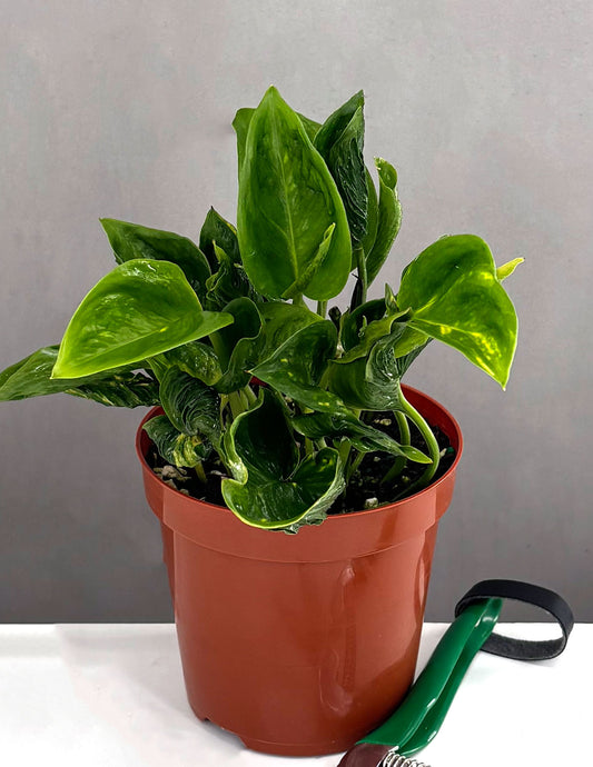 Pothos Shangri La - Plant Proper - 4" Pot