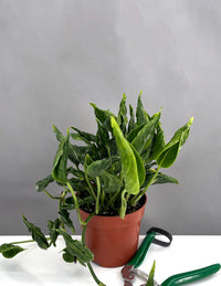 Philodendron Brandtianum