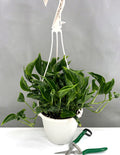 Pothos Shangri La - Plant Proper - 6" Hanging Pot