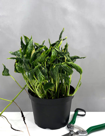 Pothos Shangri La - Plant Proper - 4" Pot