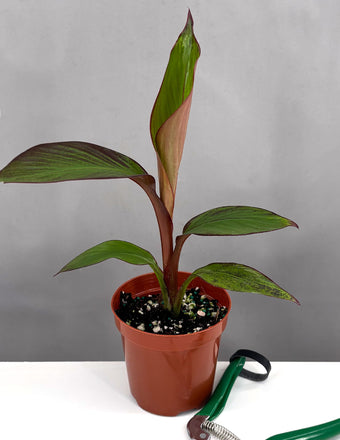 Red Banana - Pant Proper - 4" Pot