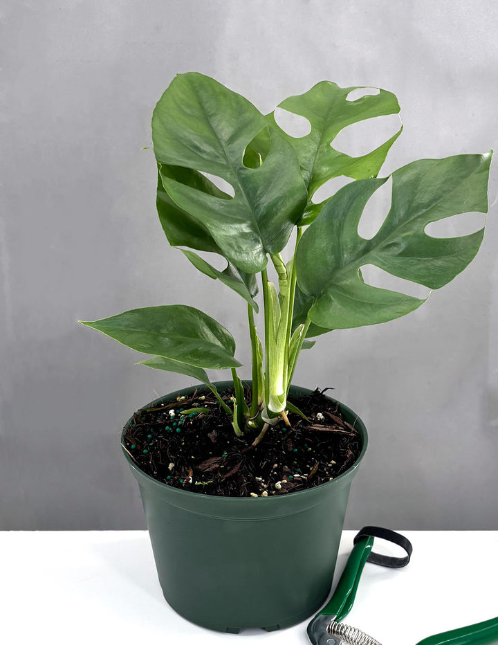 Mini Monstera | Rhaphidophora Tetrasperma