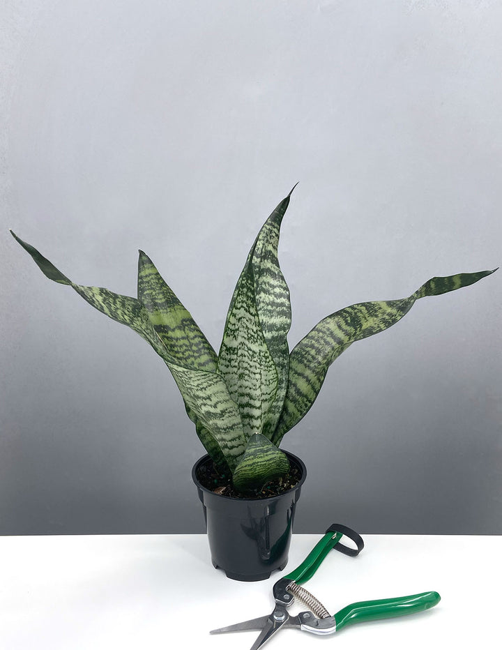 sansevieria trifasciata futura robusta Sansevieria Robusta