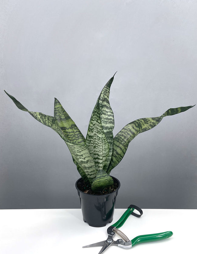 Sansevieria Robusta - Plant Proper - 4" Pot