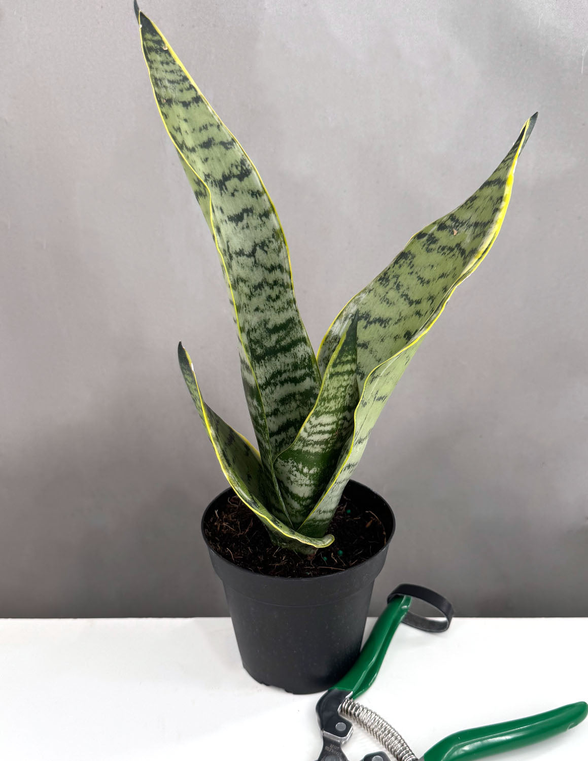 blunt edge snake plant Sansevieria Robusta Golden Edge