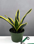 Sansevieria Black Gold Robusta - Plant Proper - 6" Pot