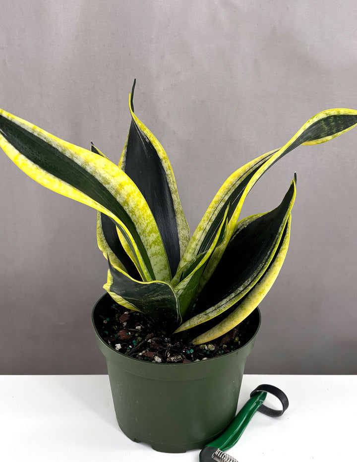 black gold succulent Sansevieria Black Gold Robusta | Snake Plant