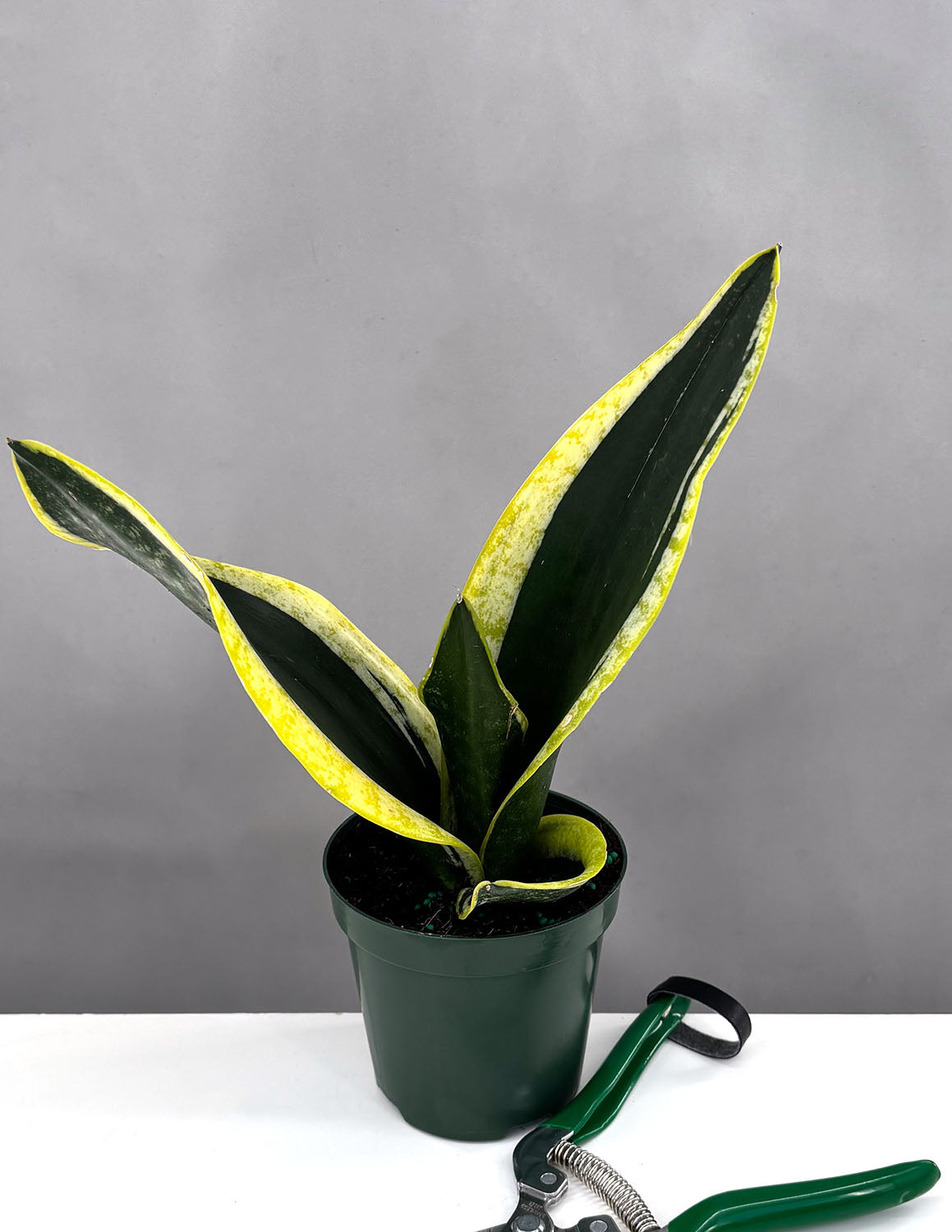 sansevieria robusta black Sansevieria Black Gold Robusta | Snake Plant