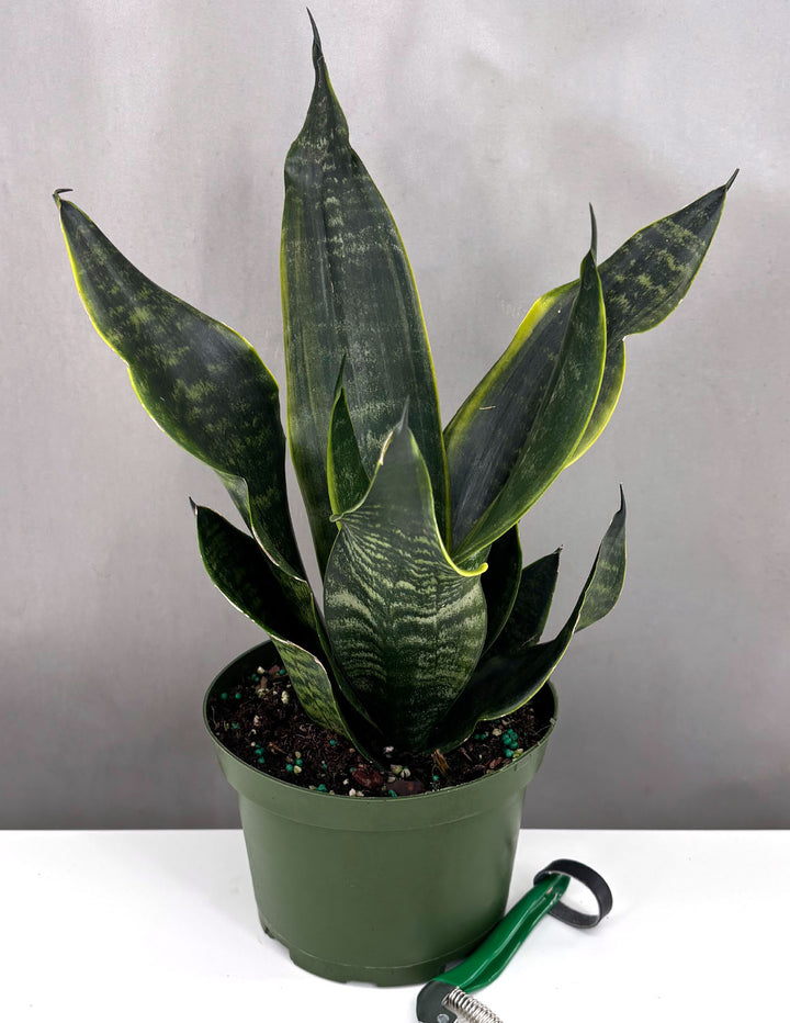 snake plant black pot Sansevieria Black Moon
