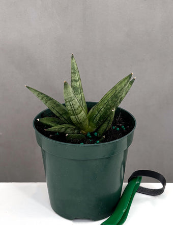 Sansevieria Boncel - Plant Proper - 4" Pot