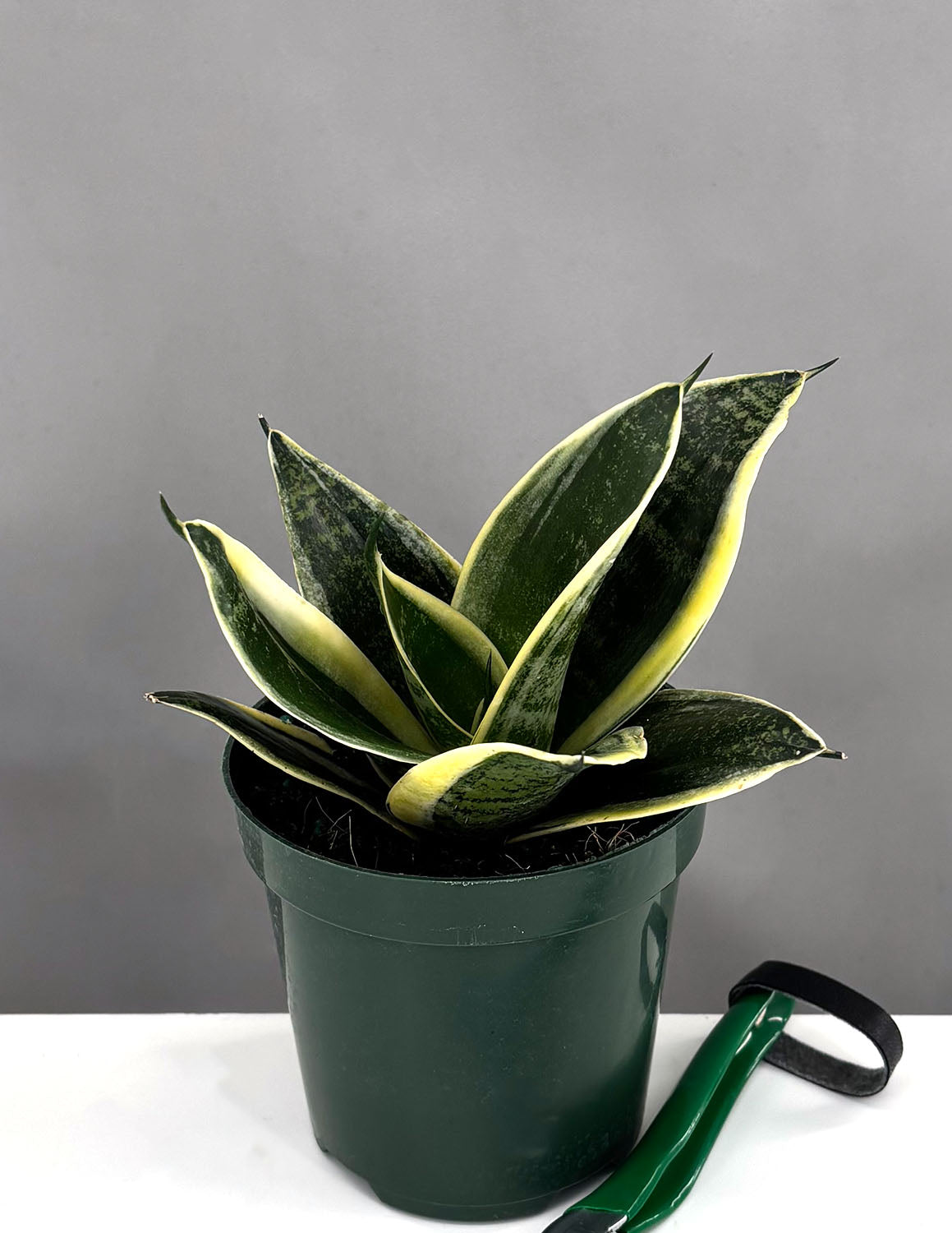 is there such thing as dwarf snake plant Sansevieria Hahnii Dwarf Laurentii