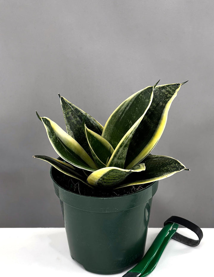 sansevieria downsii Sansevieria Hahnii Dwarf Laurentii | Snake Plant