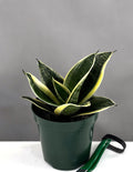 Sansevieria Hahnii Dwarf Laurentii - Plant Proper - 4" Pot