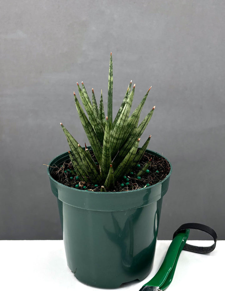 sansevieria origin Sansevieria 'Francisii'