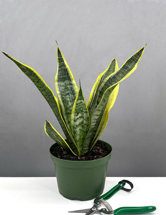Sansevieria Futura Robusta - House Plant - Plant Proper - 6"