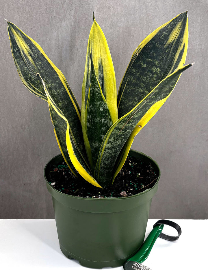 sansevieria golden flame price Sansevieria Golden Flame