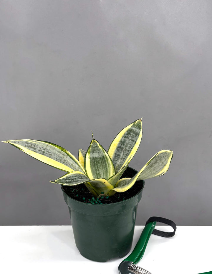 Sansevieria Hahnii Golden