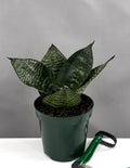 Plant Proper - Sansevieria Hahnii Green - 4" Pot