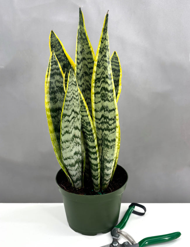 Sansevieria Laurentii - Plant Proper - 6" Pot