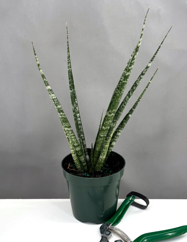 Sansevieria Mikado - Plant Proper - 4" Pot