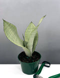 Sansevieria Moonshine - Plant Proper - 4" Pot