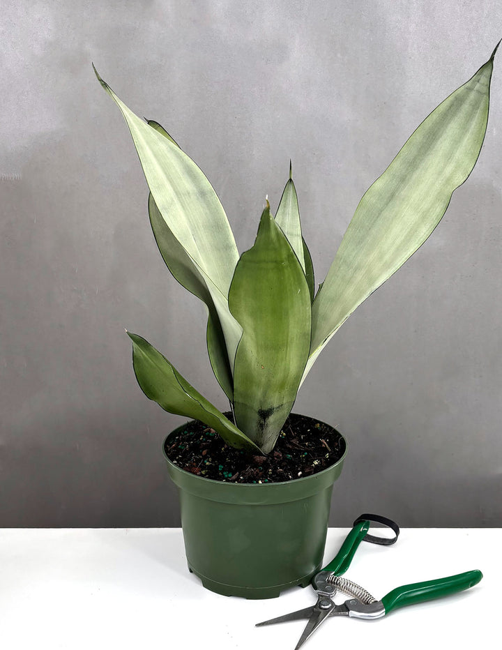 moonshine snake plant australia Sansevieria Moonshine