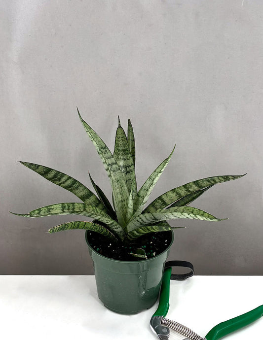 Sansevieria Pineapple - Plant Proper - 4" Pot 