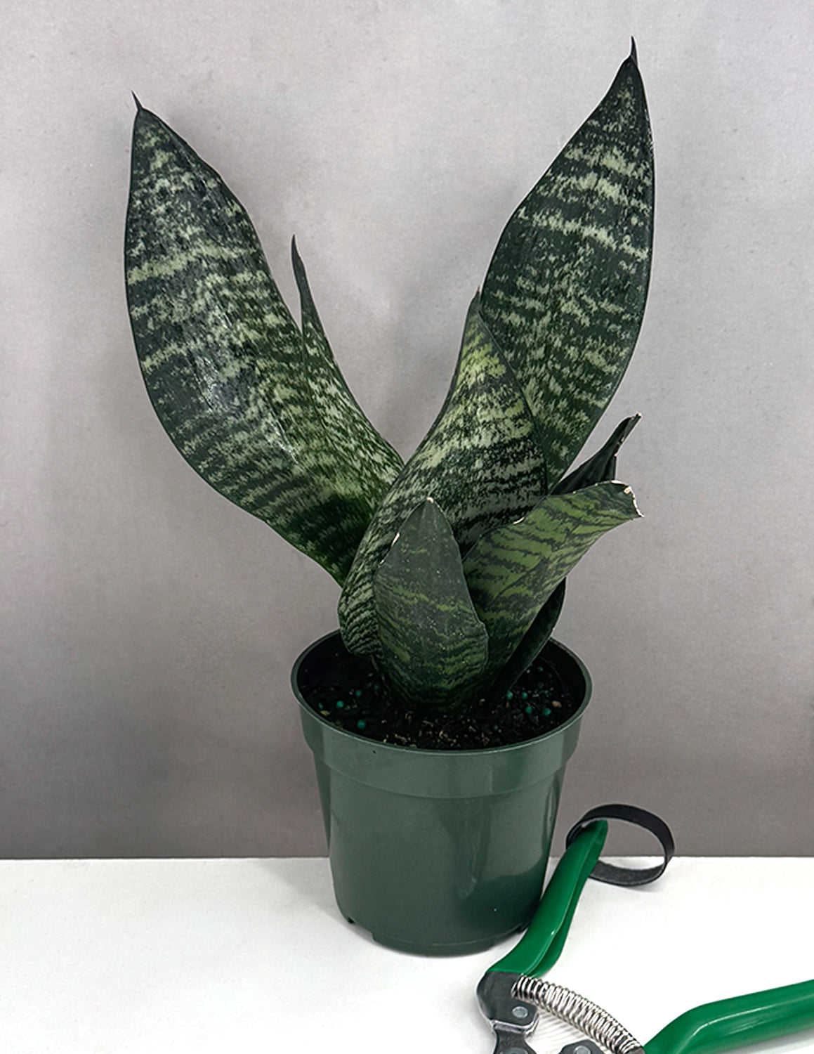 Sansevieria | Snake Plant | Always Affordable at Plant Proper