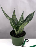 Sansevieria Robusta - Plant Proper - 6" Pot