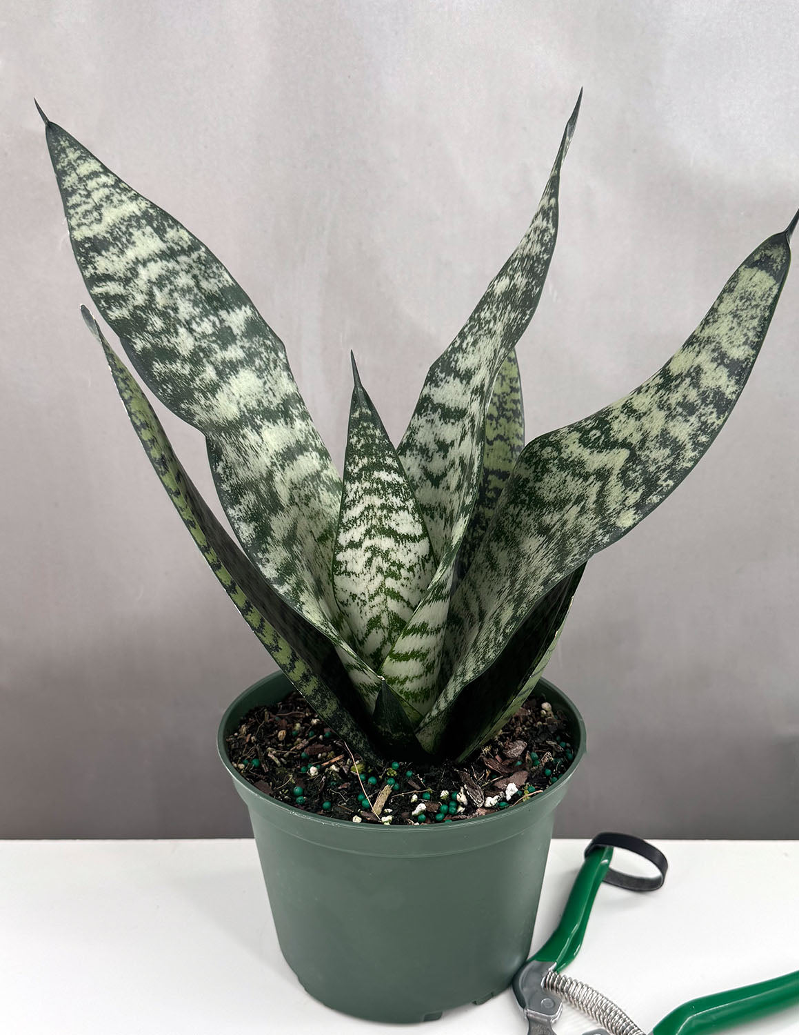 サンスベリア ロブスタ 斑入 Sansevieria Robusta Ver サンセベリア ロブスター 斑入り | ソレトナ植物店