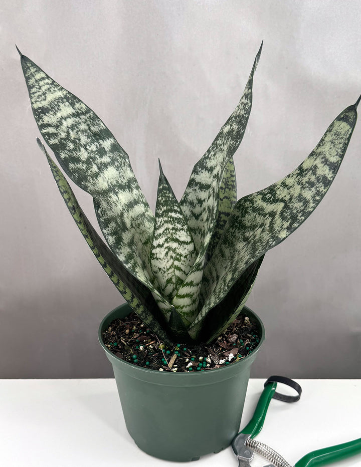 Sansevieria Robusta