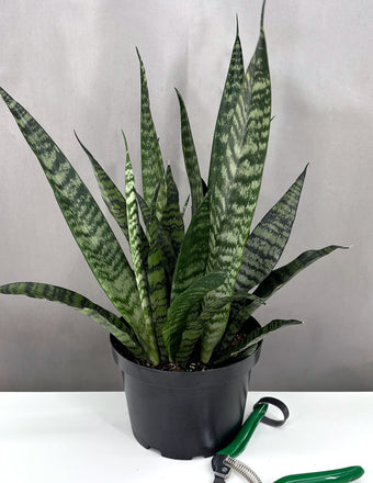 Sansevieria Zeylanica - Plant Proper - 6" Pot
