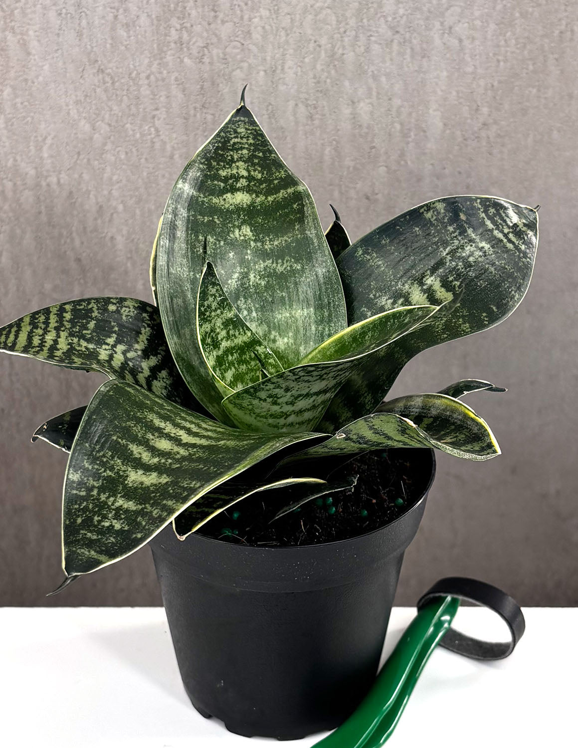 ebay sansevieria Sansevieria Hahnii White Edge