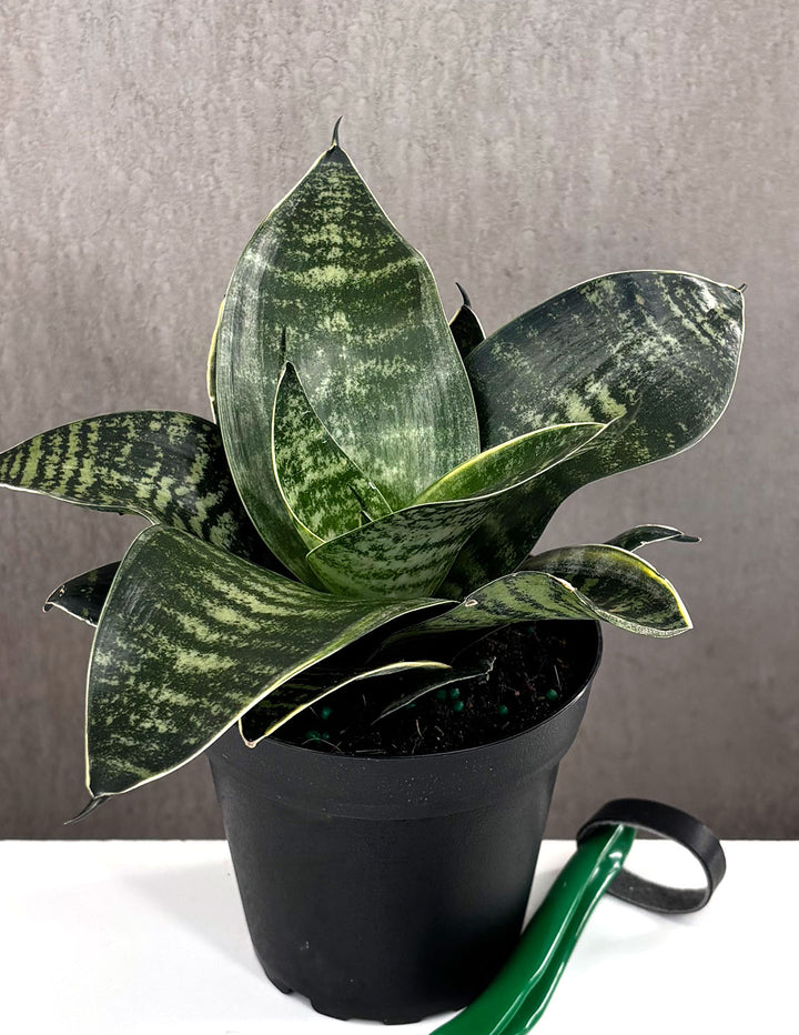 sansevieria white snake Sansevieria Hahnii White Edge | Snake Plant