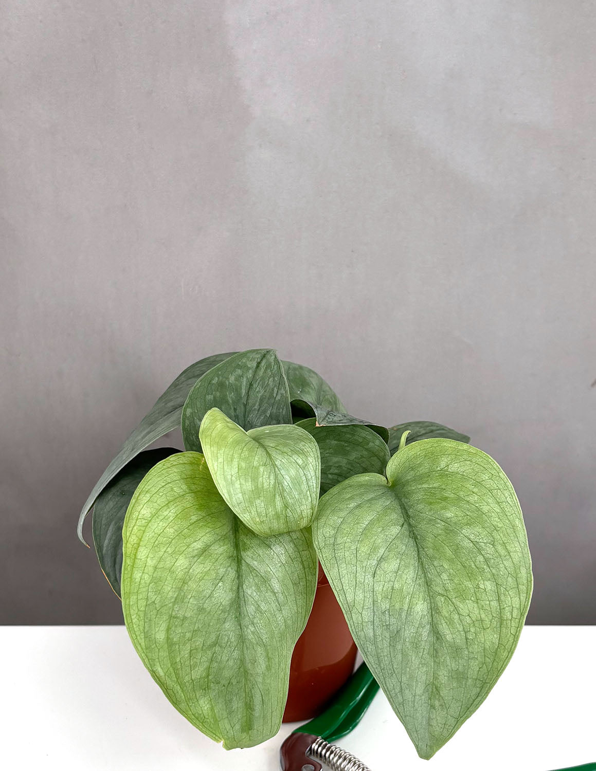 Scindapsus Hero | Houseplant | Always Affordable at Plant Proper