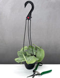 Scindapsus Hero - Plant Proper - 4" Hanging Pot