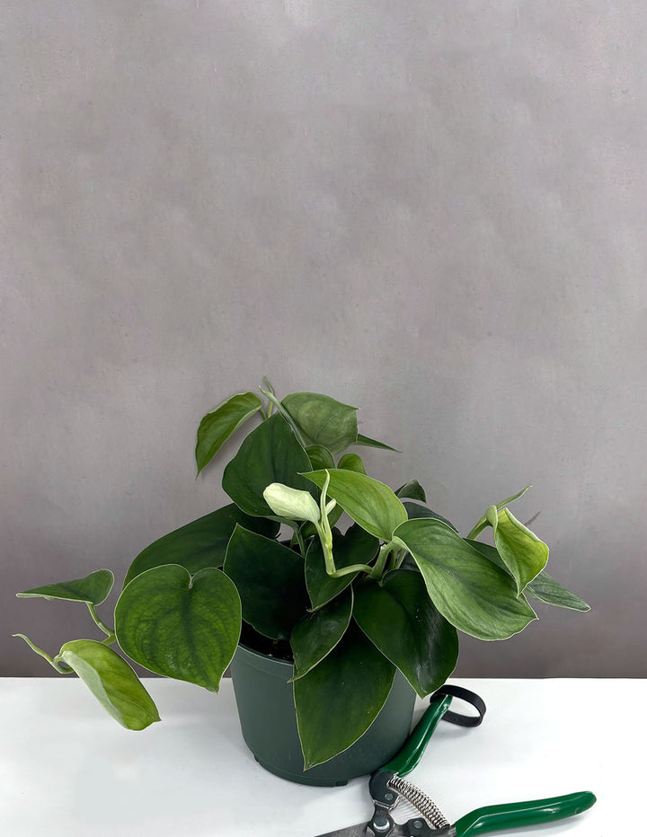 Scindapsus Jade Satin | Houseplant