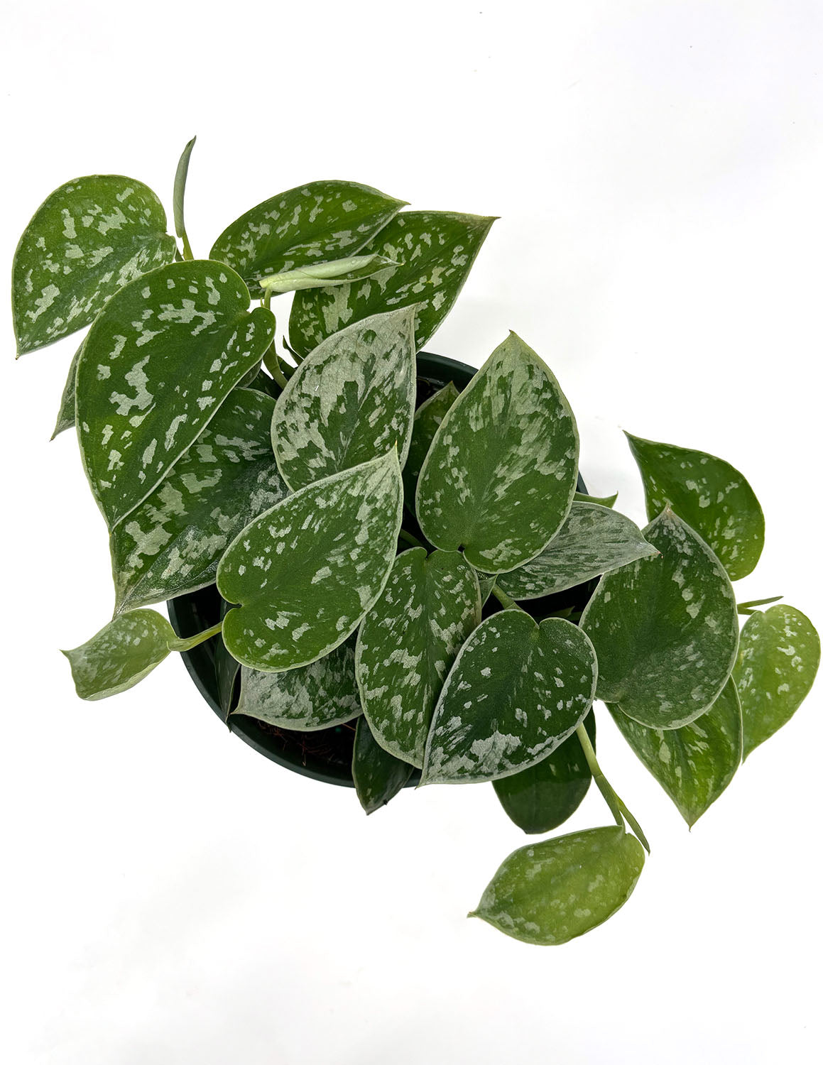 Plant Proper Scindapsus Pictus