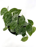 Scindapsus Pictum Silvery Ann - Plant Proper - Overview