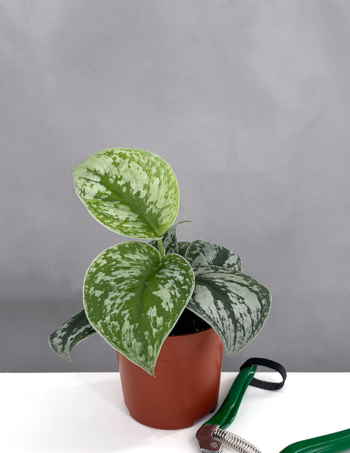 Scindapsus Exotica Care