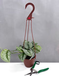 Scindapsus Pictus Exotica - Plant Proper - 4" Hanging Pot