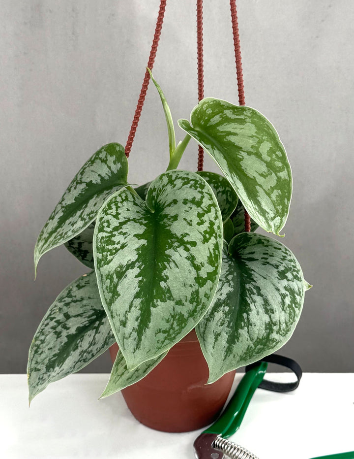 Scindapsus Exotica Care - Sun, Water, Soil & Humidity Needs 4 Inch