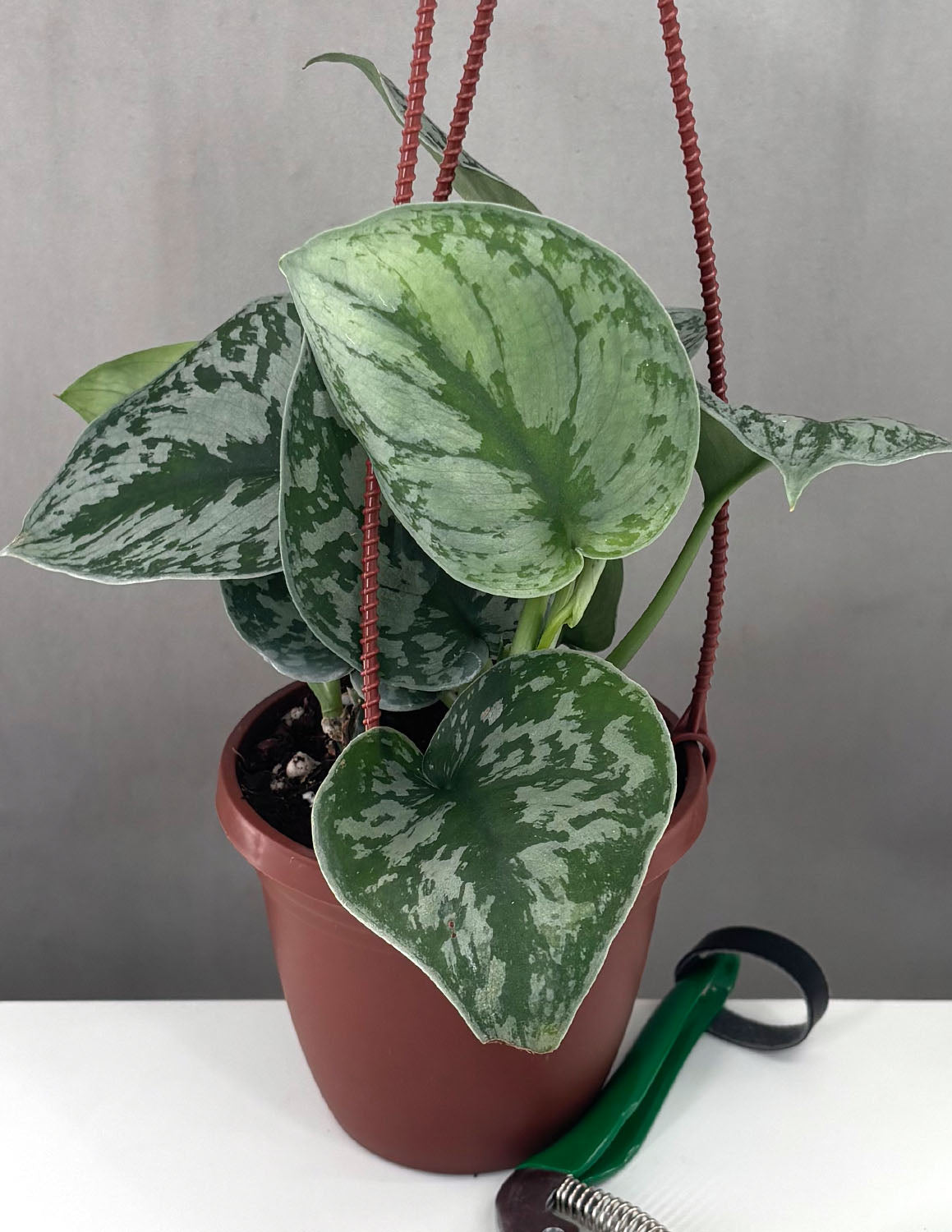 Scindapsus Pictus Exotica | Houseplants | Always Affordable at