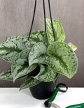 Scindapsus Pictus Exotica - Plant Proper - 4" Hanging Basket