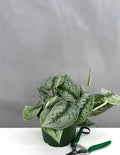 Scindapsus Pictus Exotica - Plant Proper - 6" Pot