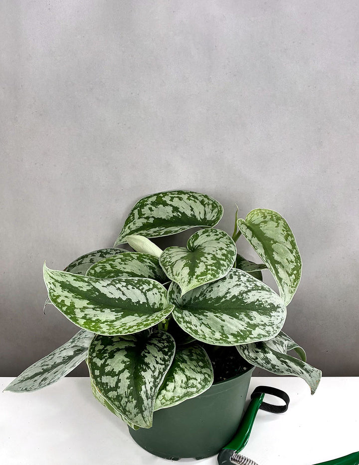 efeutute exotica Scindapsus Pictus Exotica | Houseplants