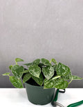 Scindapsus Pictus Silvery Ann - Plant Proper - 6" Pot