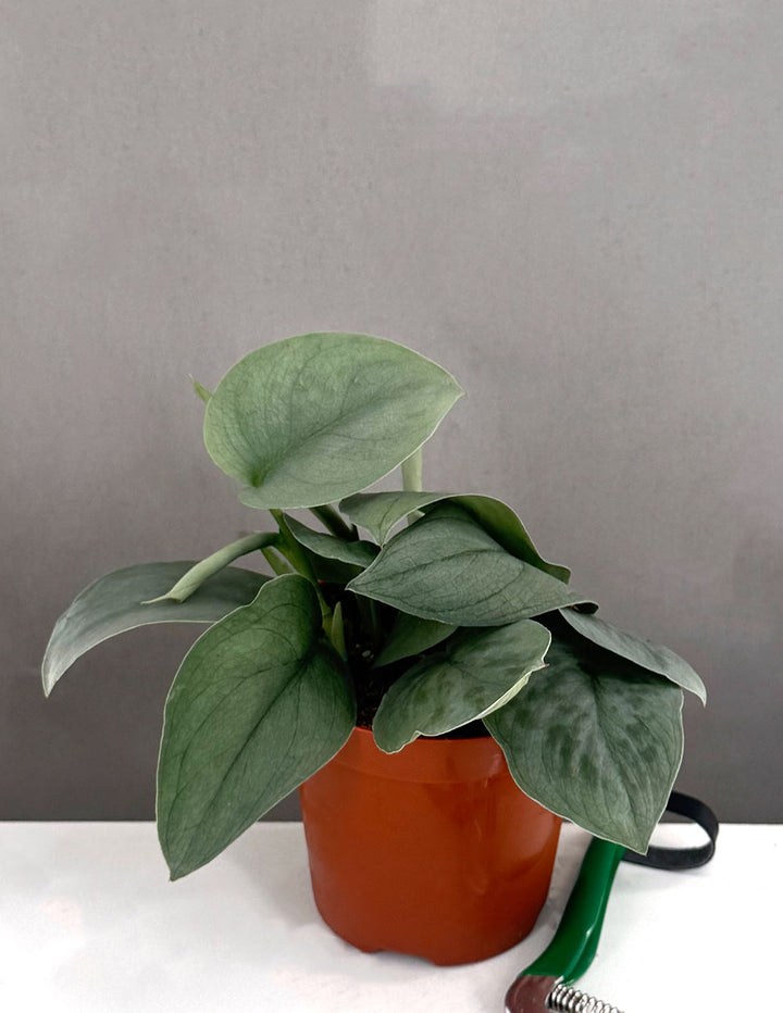scindapsus indoor plant Scindapsus Platinum
