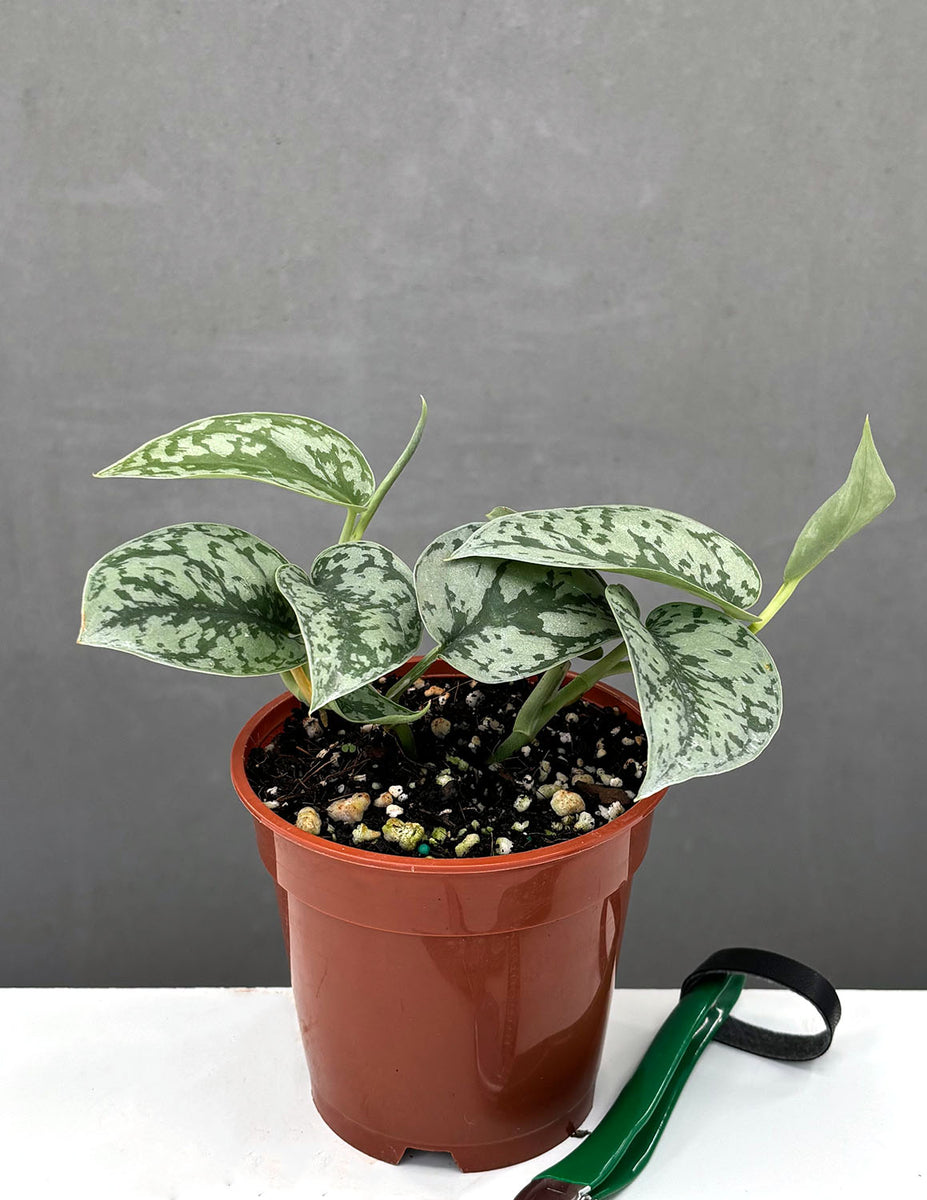 Scindapsus Silver Lady | Houseplant | Always Affordable at Plant Proper