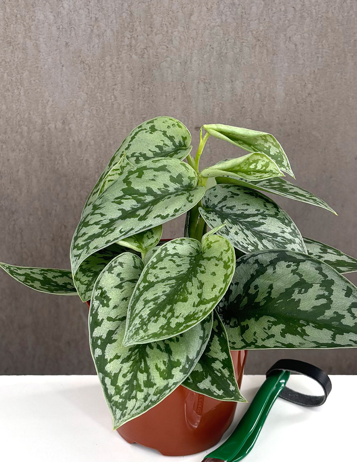 Scindapsus Silver Lady | Houseplant | Always Affordable at Plant